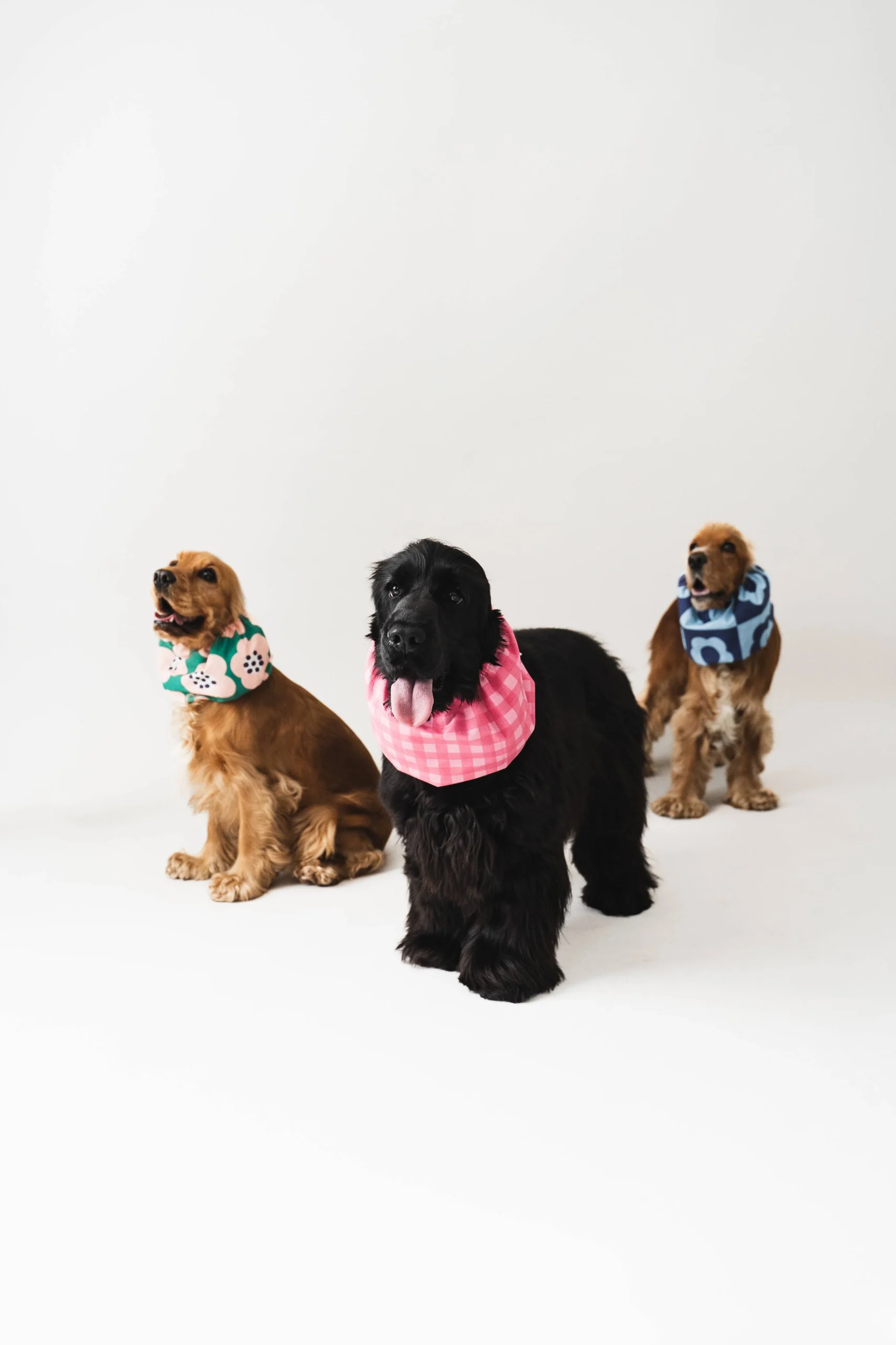 Snood Blue Flowers pour chiens - Élégance rétro pour longues oreilles – Image 3