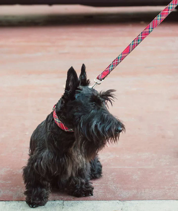 Collier pour chien Tremp tartan rouge – Image 2