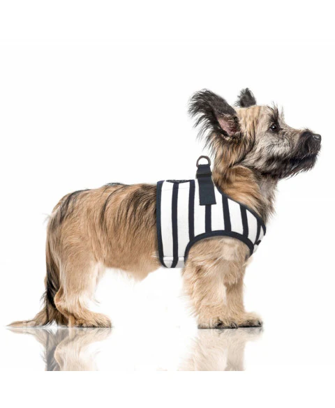 Harnais pour chien rayé marin Loan – Image 3