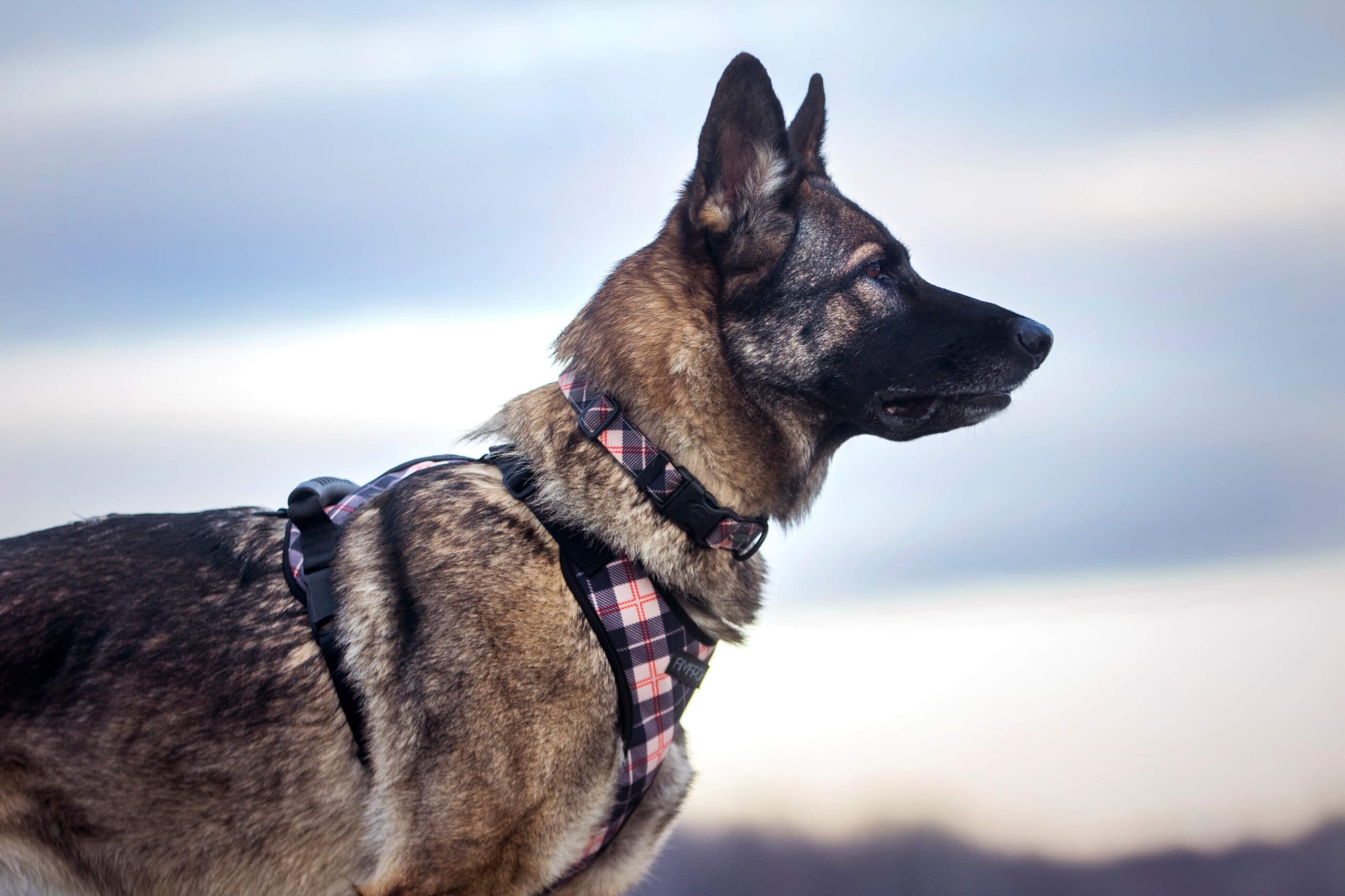 AMAROK HARNAIS DE MARCHE GROS CHIEN OXFORD PETIT – Image 3