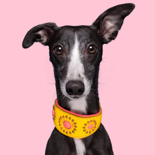 Collier Lévrier Jessy – Image 2